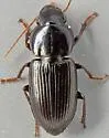 Discoderus discoderoides - photo 2