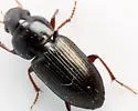 Discoderus discoderoides - photo 4