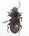 Discoderus impotens - photo 3