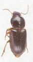 Discoderus obsidianus - photo 2