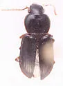 Discoderus obsidianus - photo 4