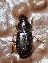 Discoderus obsidianus - photo 5