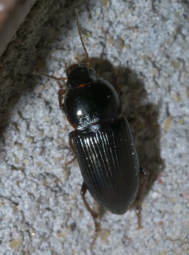 Discoderus parallelus - photo 2
