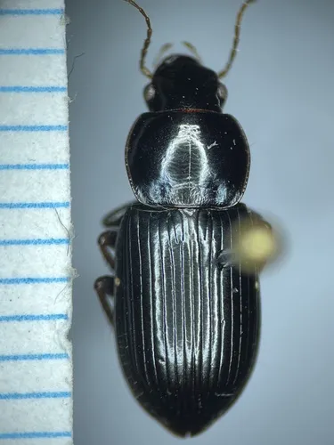 Discoderus robustus - Discoderus robustus