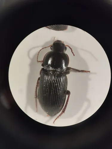 Discoderus robustus - photo 2