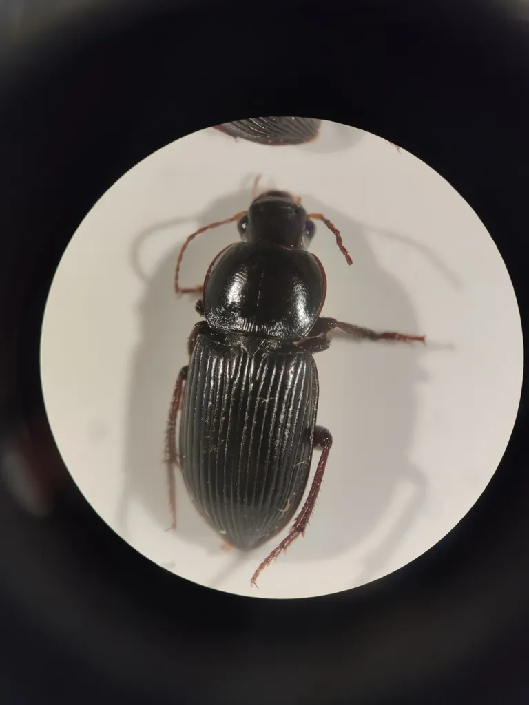 Discoderus robustus - photo 3