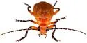 Discodon abdominale - photo 4