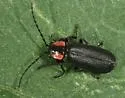 Discodon bipunctatum - photo 2