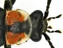 Discodon bipunctatum - photo 5