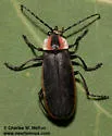 Discodon flavomarginatum