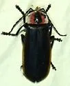 Discodon flavomarginatum - photo 2