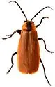 Discodon nigripes