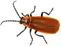 Discodon nigripes - photo 2