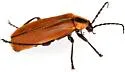 Discodon nigripes - photo 3