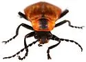 Discodon nigripes - photo 4