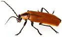 Discodon nigripes - photo 5