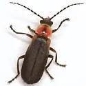 Discodon planicolle