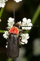 Discodon planicolle - photo 2