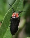 Discodon planicolle - photo 3