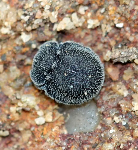 Discolomatidae - Discolomatidae