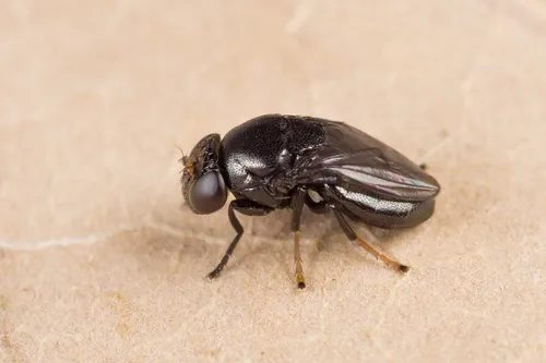 Discomyza incurva