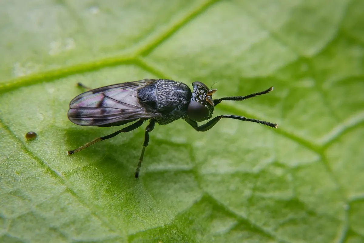 Discomyza maculipennis - photo 3