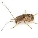 Discotenes nigrotuberculata
