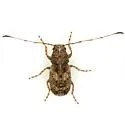 Discotenes nigrotuberculata - photo 2