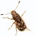 Discotenes nigrotuberculata - photo 3