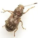 Discotenes nigrotuberculata - photo 4