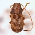 Discotenes nigrotuberculata - photo 5