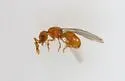 Discothyrea testacea