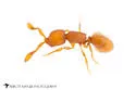 Discothyrea testacea - photo 4