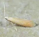 Dishkeya bifurcata - Hodges#0170