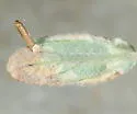 Dishkeya bifurcata - Hodges#0170 - photo 4