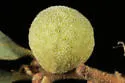 Round Honeydew Gall Wasp