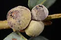 Round Honeydew Gall Wasp - photo 2