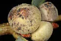 Round Honeydew Gall Wasp - photo 3