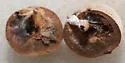 Mealy Oak Gall Wasp