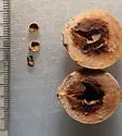 Mealy Oak Gall Wasp - photo 2