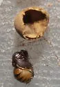 Mealy Oak Gall Wasp - photo 3