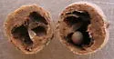 Mealy Oak Gall Wasp - photo 4