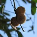 Mealy Oak Gall Wasp - photo 5