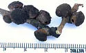Honeydew Gall Wasp