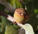 Honeydew Gall Wasp - photo 2
