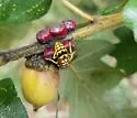 Honeydew Gall Wasp - photo 3