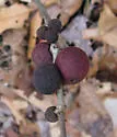 Disholcaspis globosa - photo 2