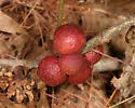 Disholcaspis globosa - photo 3