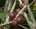 Disholcaspis globosa - photo 4