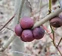 Disholcaspis globosa - photo 5